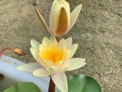 -大叔家福鼎小吃(十全街店)