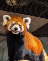 -Zoolung Zoolung动物主题公园(海信广场店)