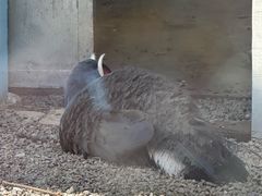 -青藏高原野生动物园