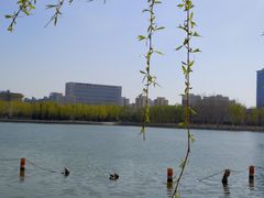 -莲花池公园