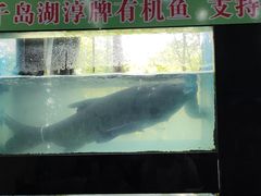 -全乐鱼馆·淳牌有机鱼直营店