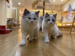 -滚猫咖啡·猫咖·猫友好撸猫(未来城店)