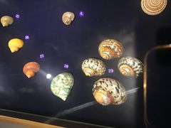 -青岛贝壳博物馆