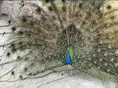 -西霞口神雕山野生动物世界