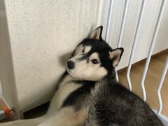 -Husky Go! 哈士奇体验馆·宠物咖啡厅狗咖