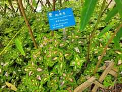 -中国科学院西双版纳热带植物园