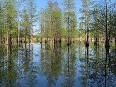 -白鹭湾湿地公园
