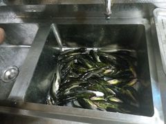 -金海椒罐罐鲢鱼(东方桂苑店)