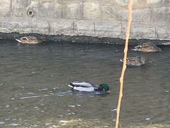 -元大都城垣遗址公园