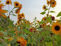 -汉长安城未央宫国家考古遗址公园