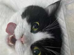 -瑞派康怡24h宠物医院·犬猫医疗中心·微创绝育(瑞景分院)