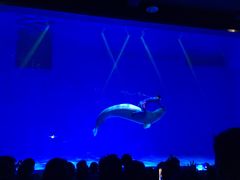 -芜湖新华联大白鲸海洋公园