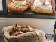 -创凡宠物医院·骨专科  猫科中心(西乡分院)