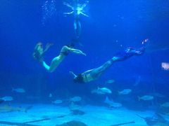 -烟台海昌鲸鲨海洋公园