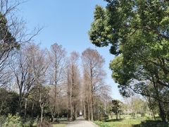 -上海滨江森林公园