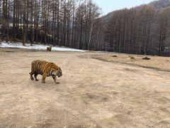 -横道河子东北虎林园