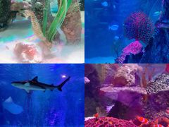 -沈阳海洋探索中心