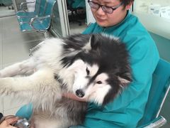 -康乐宝动物医院