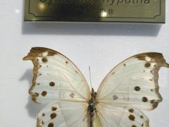 -上海昆虫博物馆