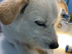 -爱贝特动物医院·猫口炎专科