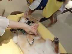 -逗柴咖啡屋·狗咖猫咖宠物桌游