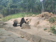 -都江堰中华大熊猫苑