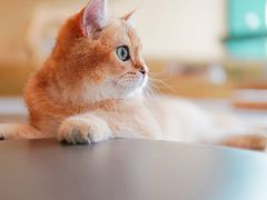-飞行喵MR PILOT|猫舍·猫咖(静安大融城店)