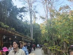 -莫里热带雨林景区