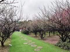 -香雪海