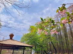 -上海共青森林公园