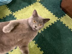 -猫猫幼稚园·撸猫·桌游·电玩