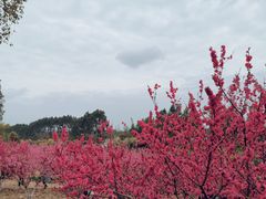 -秀丽东方