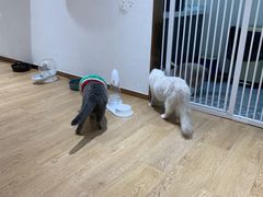 -1013 PET SHOP精品宠物商店(丁香店)