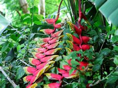 -西双版纳原始森林公园