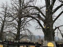 -千年银杏谷文化旅游区