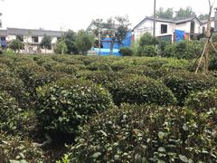 茶园-西湖茶墅