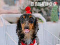 -BABYDOG宝贝狗宠物乐园(欧洲城店)