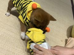 -逗柴咖啡屋·狗咖猫咖宠物桌游