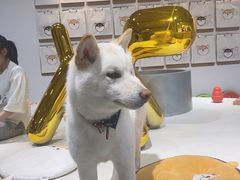 -柴务处·柴犬主题狗咖