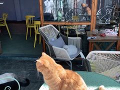 -喵屿·大理花园猫咖