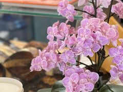 -Mesa Madre梅萨妈妈·Bintana(国贸店)