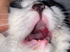-萌兽医馆·犬猫专科·眼科中心·宠物医院(朝阳门分院)
