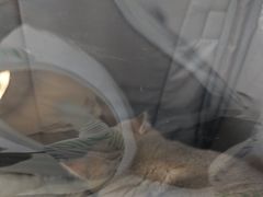 -虹泰宠物医院 ·旗舰店·24h(南秀路店)
