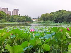 -新江湾城公园