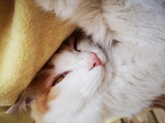 -猫的茶·猫咖