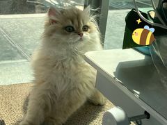 -momokira米努特·德文卷毛猫·棉花面纱犬