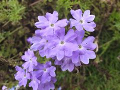 -紫颐香薰山谷景区