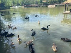 -溱湖国家湿地公园