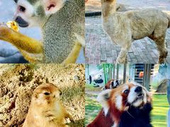 -苏州太湖西山岛开心农场