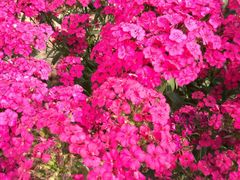 -松山湖梦幻百花洲
